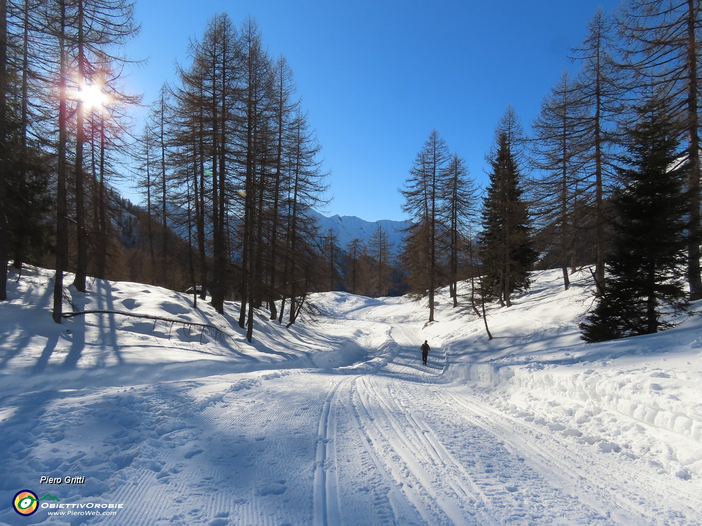 50 La stella del sole tra i larici.JPG